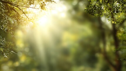 Obraz premium Blurred lush green forest with sunlight rays shining through trees, soft natural haze, cool refreshing atmosphere, dreamy bokeh blur, minimal clean composition with wide blank copy space for text.