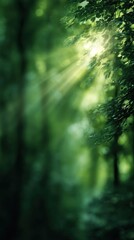 Fototapeta premium Blurred lush green forest with sunlight rays shining through trees, soft natural haze, cool refreshing atmosphere, dreamy bokeh blur, minimal clean composition with wide blank copy space for text.
