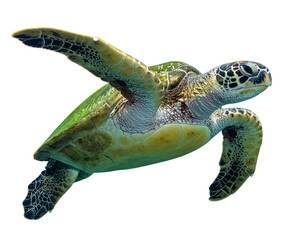 Elegant Ocean Turtle in Peaceful Design – PNG