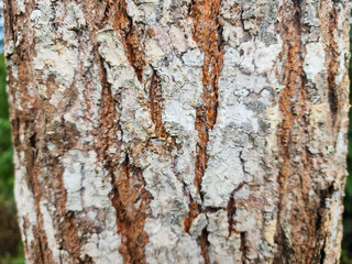 Detailed close-up of weathered tree bark, showcasing rough textures and contrasting natural shades.