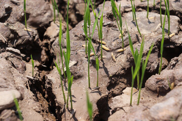 Small rice seedlings breaking soil surface, image captures Rice plant