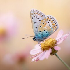 Obraz premium Vibrant Macro Photography of Colorful Butterfly on Delicate Blooming Flower in Nature's Serene Garden Ecosystem - A Close-Up Portrait of Spring's Beauty and Pollination Harmony