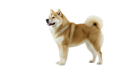 A beautiful canine standing in a studio setting