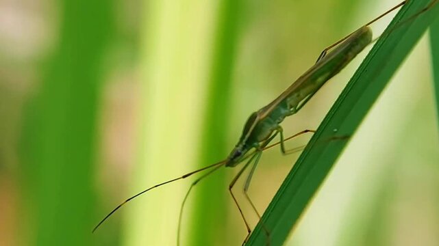 Macro of a Stink Bug Nymph (Hemiptera) Swaying on a Grass Blade in the Wind, 4K UHD