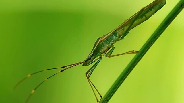 Extreme Macro of Stink Bug Nymph (Coreidae) Perching on a Green Grass Blade, 4K UHD
