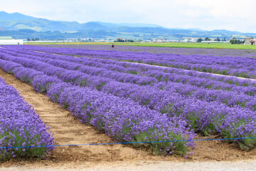 Panoramic View of Lavender Fields in Full Bloom, Furano, Hokkaido, Japan