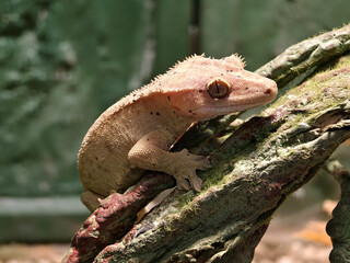 A colorful chameleon resting on a branch in its natural habitat