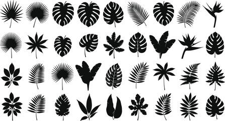 Black tropical exotic leaf silhouettes collection with palm, monstera, banana, fern, jungle foliage botanical vector set isolated on white background
