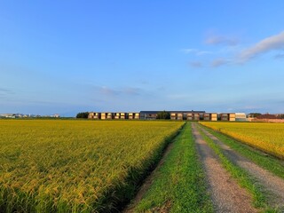 Evening sunlight over rice paddies on the Shonai Plain Yamagata, Japan