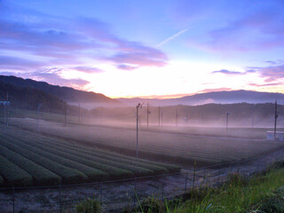 京都府南部・宇治田原町の朝霧に包まれた茶畑の日の出の風景