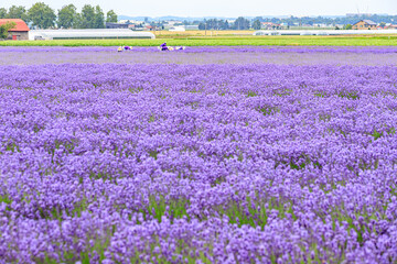 Obraz premium Lavender Harvest in Blooming Fields of Furano, Hokkaido