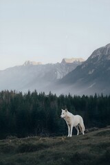 Obraz premium Majestic white wolf standing on a grassy ridge overlooking a mist-filled alpine valley, surrounded by towering snow-capped mountains and evergreen forest at dawn, capturing the spirit of wilderness an