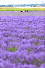 Vibrant Purple Lavender Field in Furano, Hokkaido, Japan	