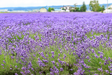 Vibrant Purple Lavender Field in Furano, Hokkaido, Japan	