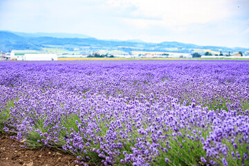 Vibrant Purple Lavender Field in Furano, Hokkaido, Japan	