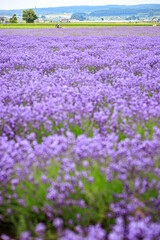 Vibrant Purple Lavender Field in Furano, Hokkaido, Japan	