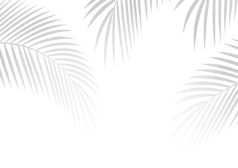 Palm branches. Monochrome background. Shadows.