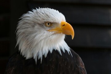 american bald eagle with white background