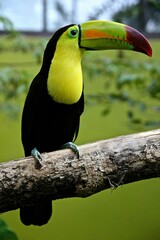 toucan in the jungle