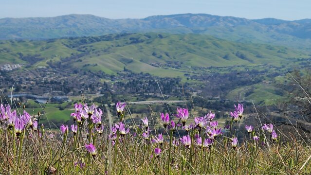 Shooting star flowers bloom in the hills of Northern California