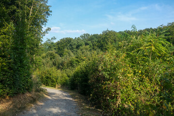 Forest path