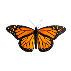 Fototapeta premium A large orange butterfly with black and white stripes