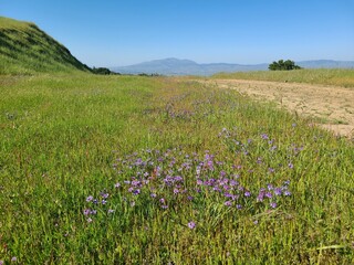 Obraz premium Blue flowers bloom from the grass in the spring time in the East Bay hills