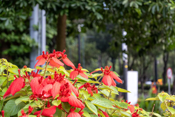 Red flowers and lush green foliage create a striking display in a natural setting. Mussaenda pubescens. © Syaradin