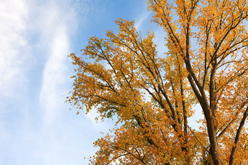Autumn tree covered with yellow leaves in the Volksgarten park in Düsseldorf, Germany