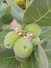 Sodom apple, Calotropis procera, purple flowers and fruits, native in the Mediterranean