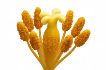 Yellow flower stamen and stigma parts showing pollen on anthers and pistil, focusing on plant reproduction