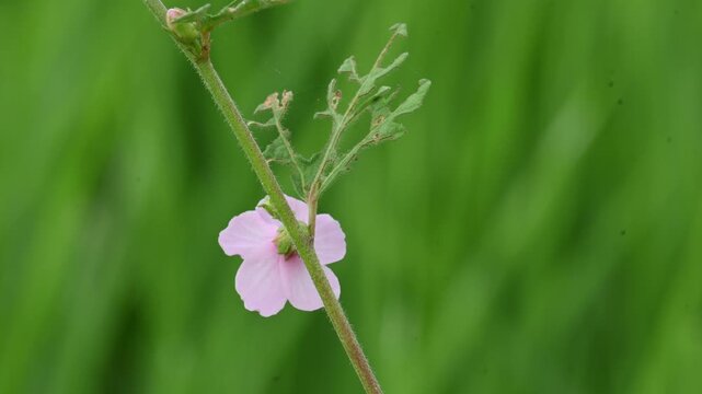 Urena lobata flower. Its common names &nbsp;Caesarweed and &nbsp;Congo jute. &nbsp;is a tender perennial, variable, erect, ascendant&nbsp;shrub. Pink flower flower in nature background. 
