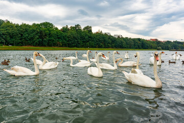 Swans in the Drava River that crosses the city of Maribor, Slovenia.