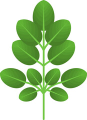 Illustration of Green Moringa Leaves
