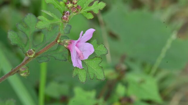 Urena lobata flower. Its common names &nbsp;Caesarweed and &nbsp;Congo jute. &nbsp;is a tender perennial, variable, erect, ascendant&nbsp;shrub. Pink flower flower in nature background. 
