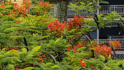 A beautiful flowering tropical tree Delonix regia. Bright orange inflorescences, green leaves, seed pods. Cuba.  