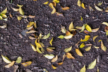Golden leaves rest on dark earth, capturing the quiet beauty of autumn’s cycle