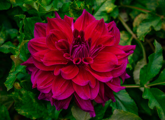 Obraz premium Dahlienblüte