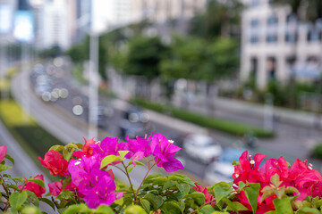 Cityscape with blooming bougainvillea in the foreground, framing Sudirman Street in Jakarta with its busy traffic and modern buildings.