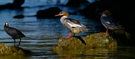 Common merganser // Gänsesäger (Mergus merganser) 
