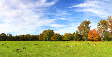 Autumn park with yellow leaves on the ground and grazing Canadian geese. Autumn in Germany