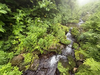 Clear mountain stream surrounded by moss and green plants on Mt Yudono, Yamagata, Japan
