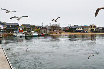 京都　天橋立　天橋立観光船についてくる海鳥　（日本京都府宮津市）コピースペースあり
Amanohashidate (Amano Hashidate), Kyoto - Seabirds following the Amanohashidate sightseeing boat (Miyazu City, Kyoto Prefecture, Japan) copy space available
