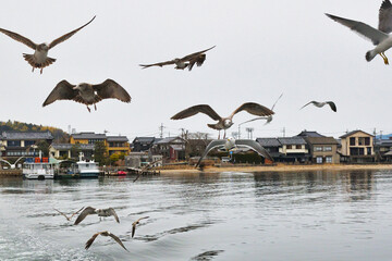 京都　天橋立　天橋立観光船についてくる海鳥　（日本京都府宮津市）コピースペースあり
Amanohashidate (Amano Hashidate), Kyoto - Seabirds following the Amanohashidate sightseeing boat (Miyazu City, Kyoto Prefecture, Japan) copy space available
