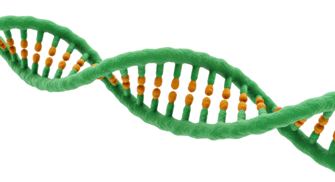 Green and orange DNA molecule isolated on transparent background, genetic code structure for science and medical research PNG