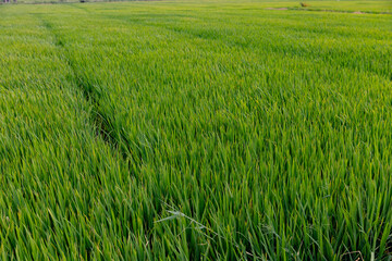 Vibrant green rice fields in hoi an, danang - lush vietnamese landscapes