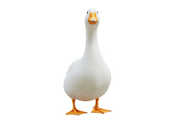 Majestic white goose isolated PNG on transparent backdrop, domestic waterfowl with orange beak and feet for design projects