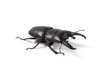 black stag beetle Hexarthrius isolated on white background.