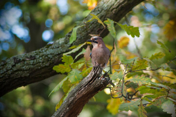 European jay in the forest