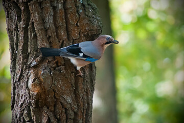 European jay in the forest